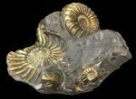 Pyritized Pleuroceras Ammonite Cluster - Germany #42770-2